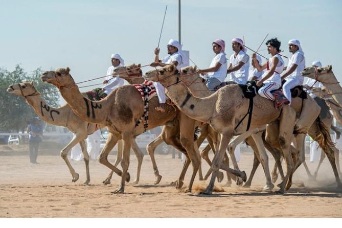 Cultural & Thrills: Sheikh Faisal Museum & Camel Race Adventure - Timing, Weather, and Cancellation Advice