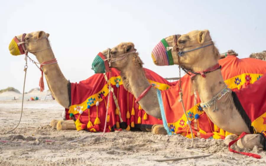 Desert Safari, Dunes Ride, Sand Boarding & Inland Sea Tour - Guides, language, and group atmosphere