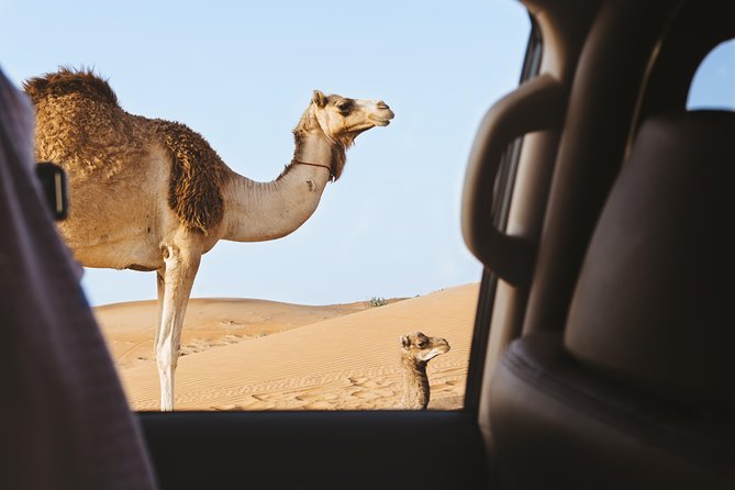 Desert Safari – Morning, Afternoon, Sunrise & Sunset Options - Pickup from Doha and the ride toward Sealine Beach