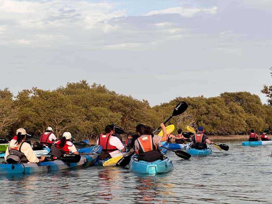 Discover Purple Island | Guided Mangrove Kayaking Experience - Is $65 good value?