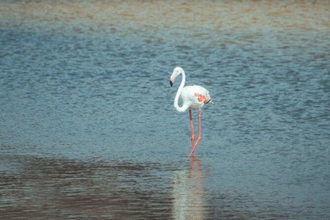 Discover Qatar’s Hidden Gems: North & West Coast Private Tour - Purple Island: mangroves and a quiet hour outdoors