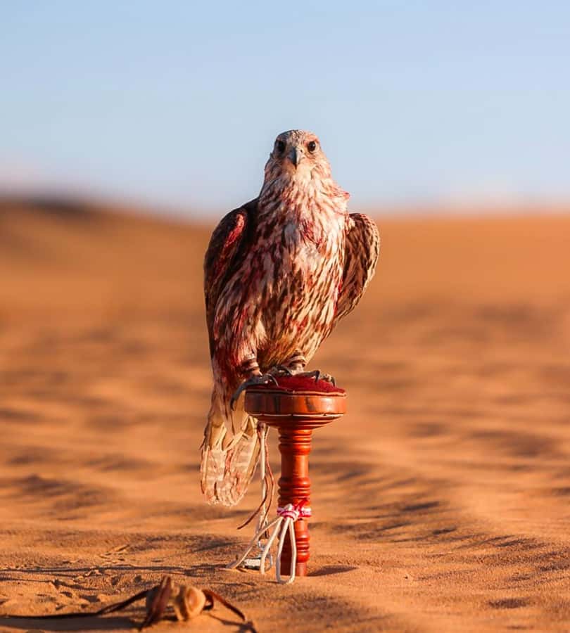 Doha : Arabian Horse Ride Experience With Pickup & Drop Off - Watching for foxes, gazelle, and small desert details