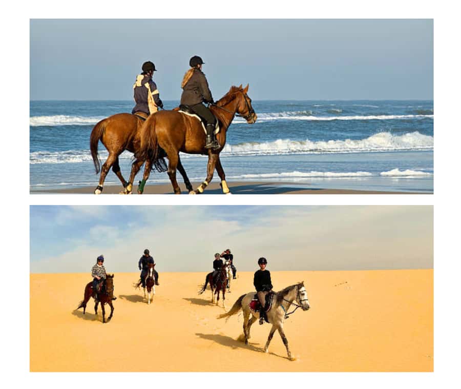 Doha: Arabian Horse Riding Experience –Sea or Desert Options - Five things to know before you book