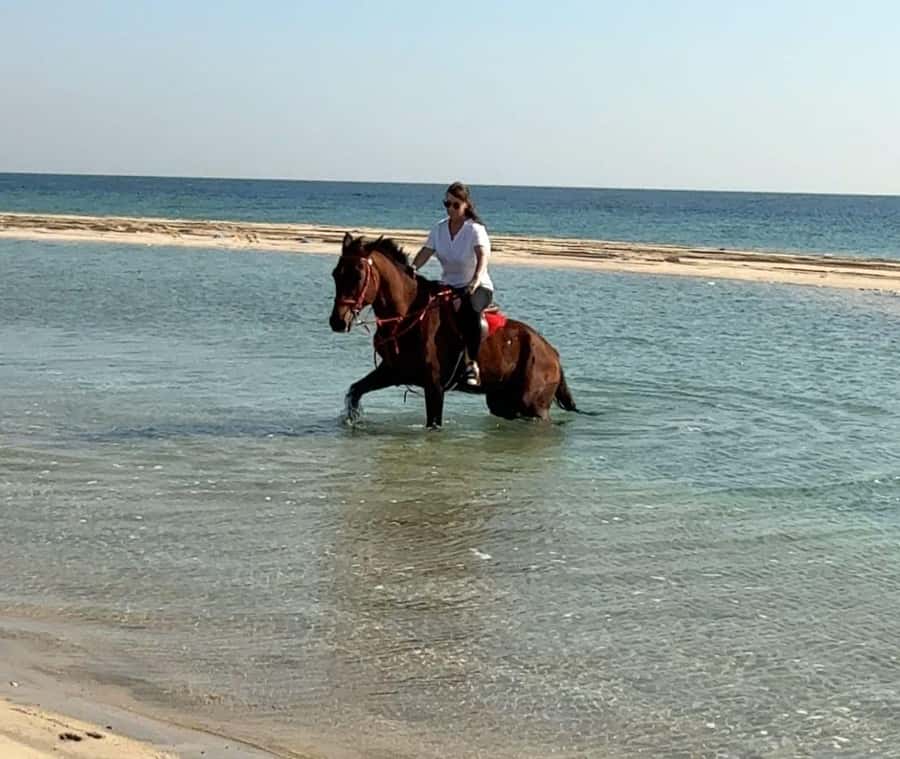 Doha: Arabian Horse Riding Experience –Sea or Desert Options - From Doha to Al Wakrah Municipality