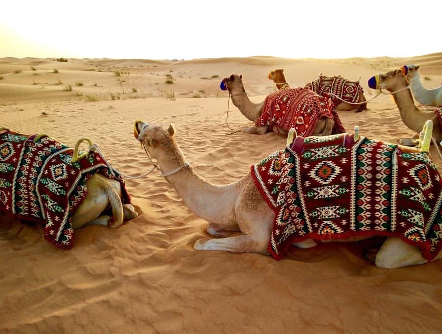 Doha: Beaches visit with Dune Bashing and SandBoarding - Key points at a glance