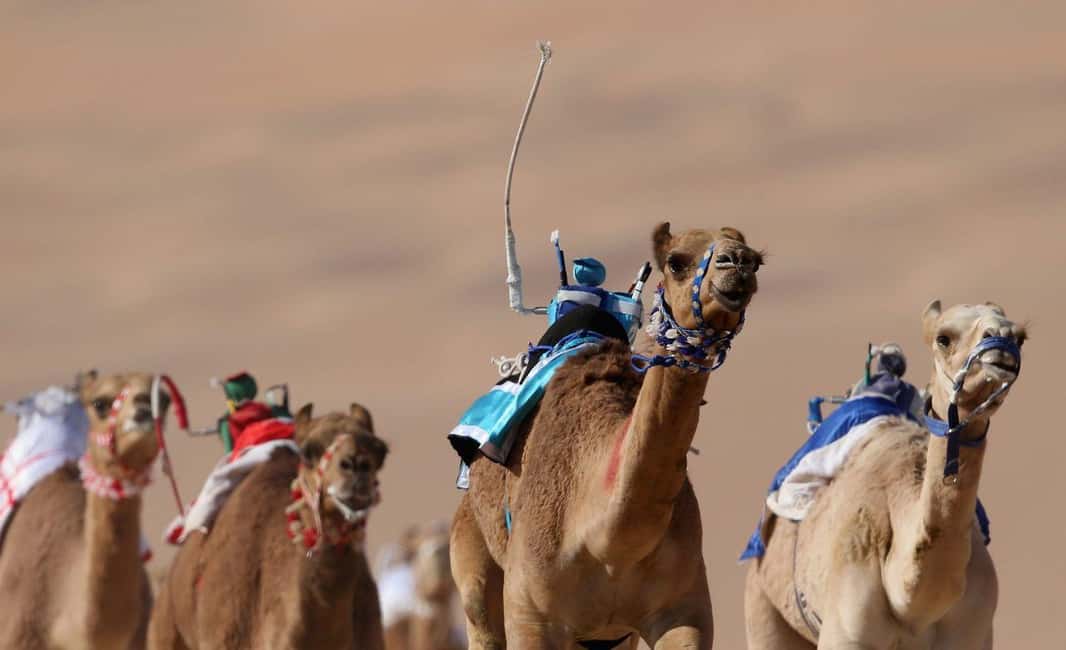 Doha: Camel Race Track and West Coast Private Tour - Key points at a glance