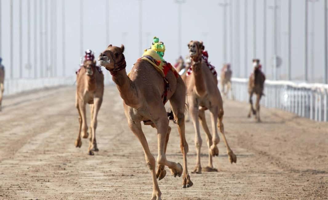 Doha: Camel Race Track and West Coast Private Tour - Leaving Doha for Al Shahaniya