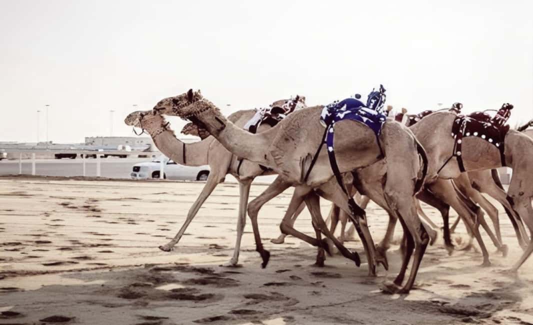 Doha: Camel Race Track and West Coast Private Tour - A scenic drive through Al-Shahaniya Municipality