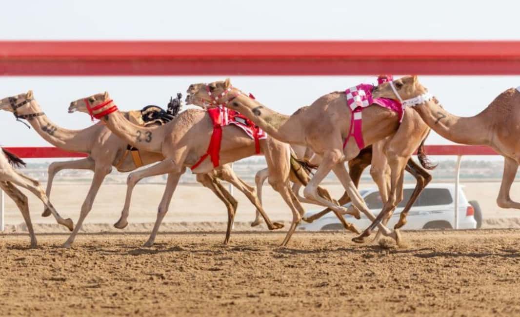 Doha: Camel Race Track and West Coast Private Tour - One hour at Al Shahaniya Camel Racetrack