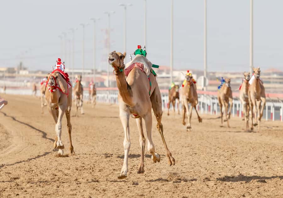 Doha Camel Race Track & Richard Serra Desert Sculpture Tour - Al-Shahaniya and Qatar’s camel-racing tradition