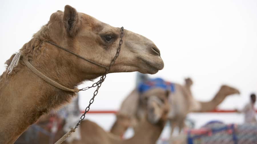 Doha Camel Race Track & Richard Serra Desert Sculpture Tour - What the $70 price really covers