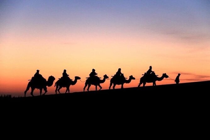 Doha City and Desert Safari Tours (Combo Tour) - The camel stop is optional and costs extra
