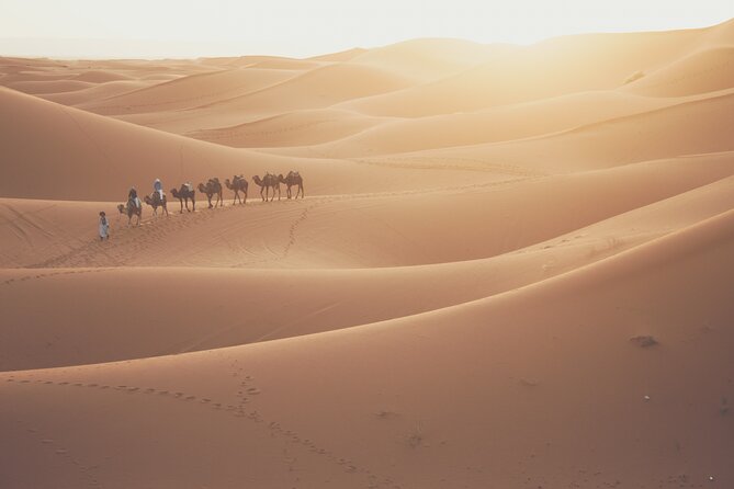 Doha Desert Adventure, Sandboarding, Dune Bashing,Inland Sea Tour - Camels, falcons, and what to confirm