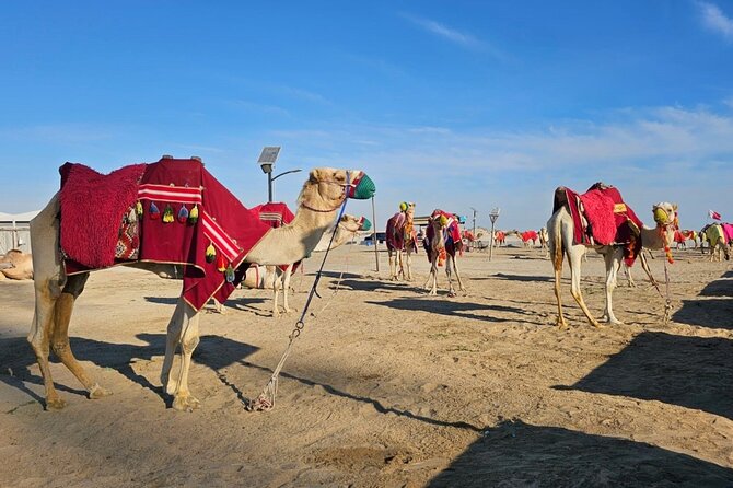 Doha Desert Safari Dune Bashing Camel Ride - Leaving Doha for the Open Sand