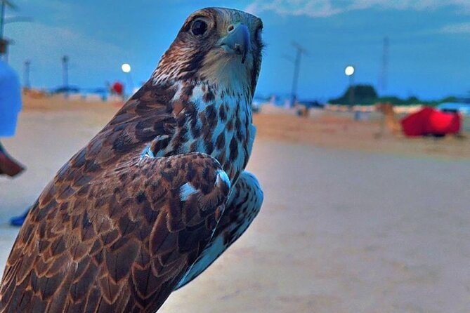Doha Desert Safari Dune Bashing Camel Ride - Who Will Enjoy This Safari Most