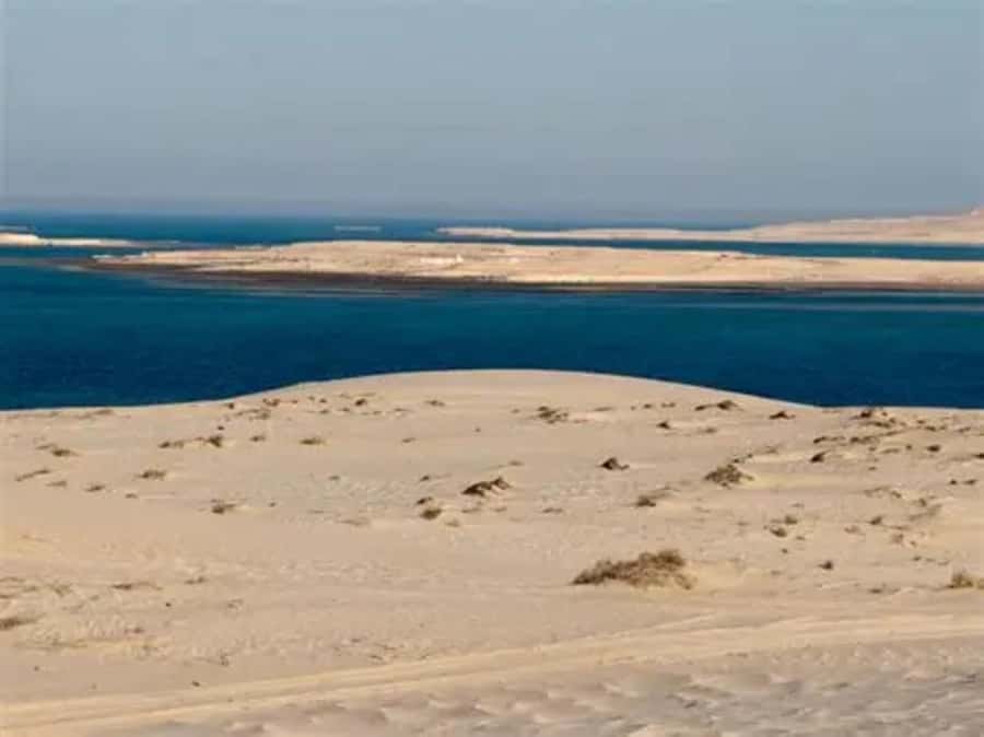Doha: DesertSafari with Quad Bike, Camel Ride & Sandboarding - Camel stop with Arabic tea and coffee