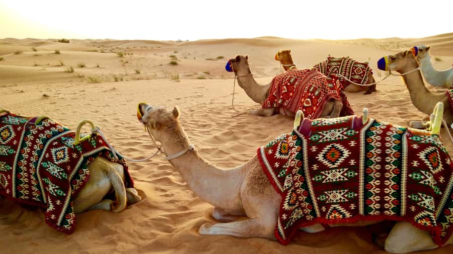 Doha: Dune Bashing Safari, Falcon, Camel, ATV, Sandboarding - Should you book Monster Adventures Qatar?
