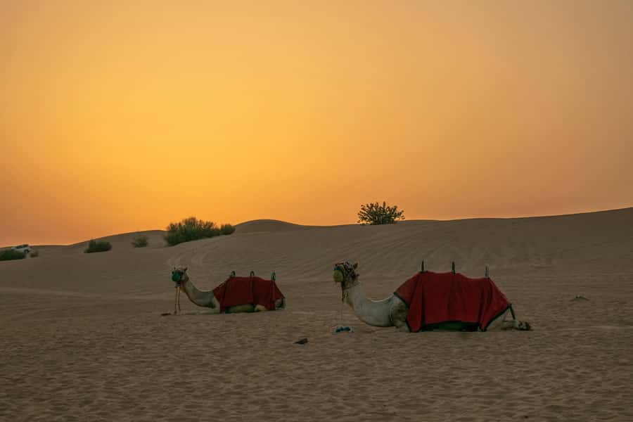 Doha: Full-Day Desert Safari with Lunch/Dinner, Camel Ride - Leaving Doha for the Qatari Desert