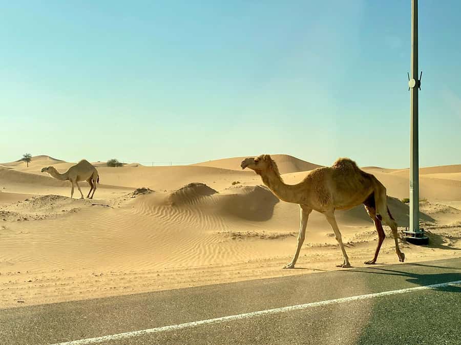 Doha: Full-Day Desert Safari with Lunch/Dinner, Camel Ride - A Short Camel Ride With Bedouin Connections