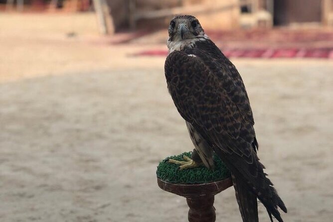 Doha Layover Desert Safari, Camel Ride, Sand Boarding, Inland Sea - Sand boarding for an easy burst of action