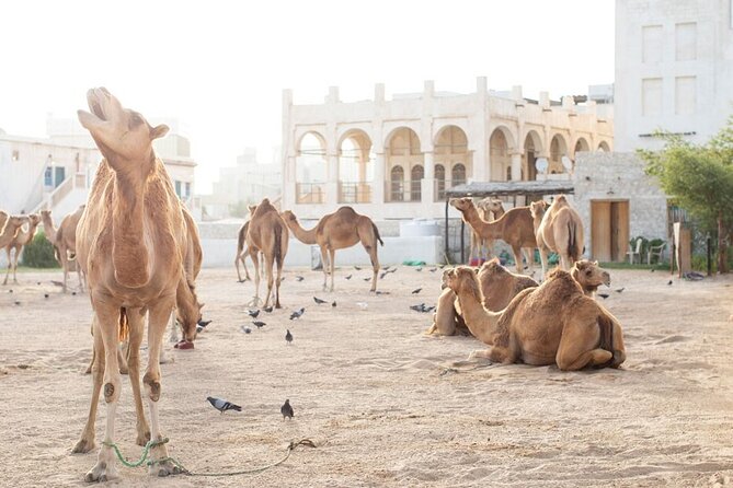 Doha layover, Stopover,Transit (4 Hours Private guided city tour) - One hour inside Souq Waqif