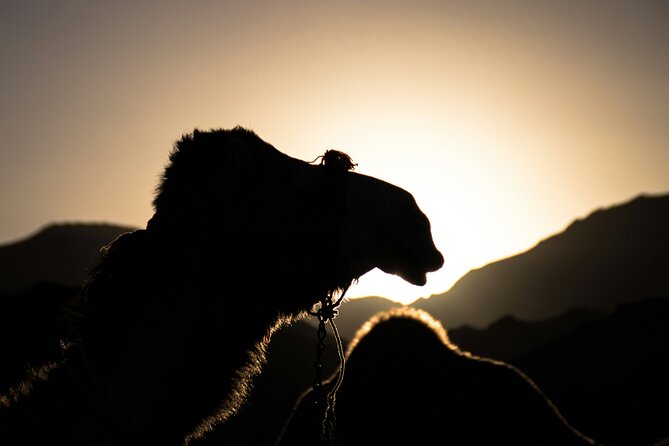 Doha Night Desert Safari Adventure - Key points to know before booking