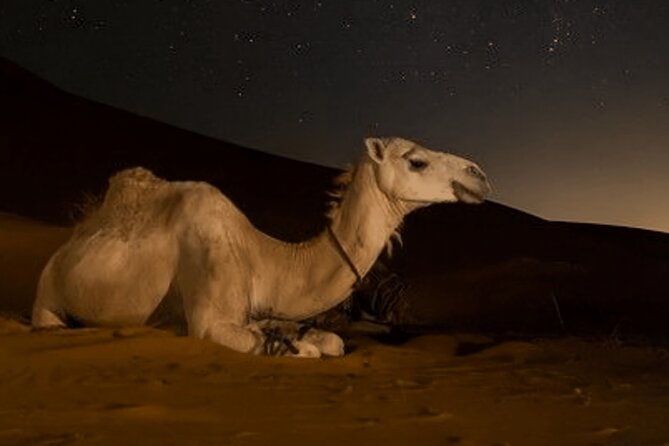 Doha Night Desert Safari Camel Ride Dune Bashing with Transfer - Guides, photos, and how the evening feels