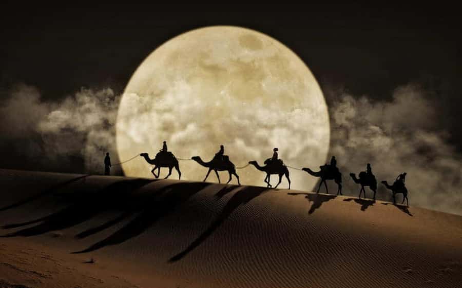 Doha: Night Desert Safari, Stargazing, Dune Driving &Inland - The optional camel ride and camp stop