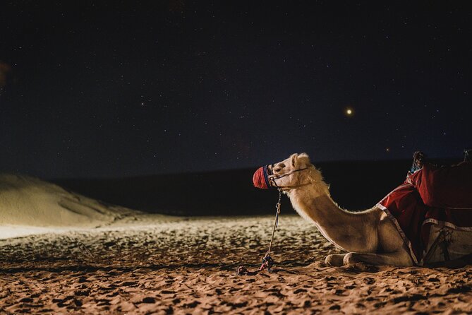 Doha : Night Desert Safari | Transit Safari | Camel ride | Dune Bashing - Dune bashing brings the real adrenaline