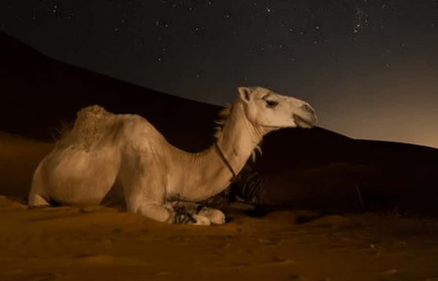 Doha: Night Desert Safari with Stargazing & Camel Ride - One hundred minutes of dune bashing at night