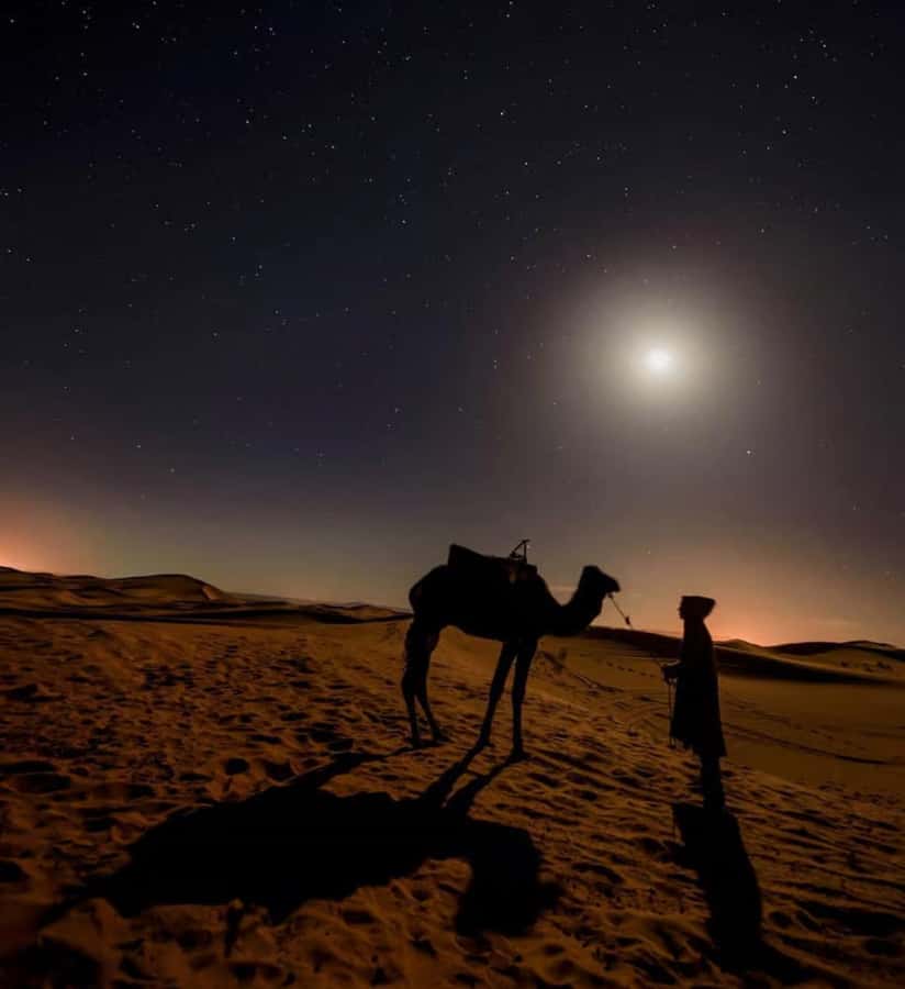 Doha: Night Safari with Dune Bashing and Camel Ride - Key points to know before booking
