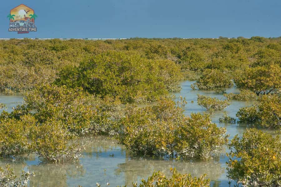 Doha North Qatar Tour Zubara Fort, Mangroves, Jumail Village - The long return drive and what it means for the pace