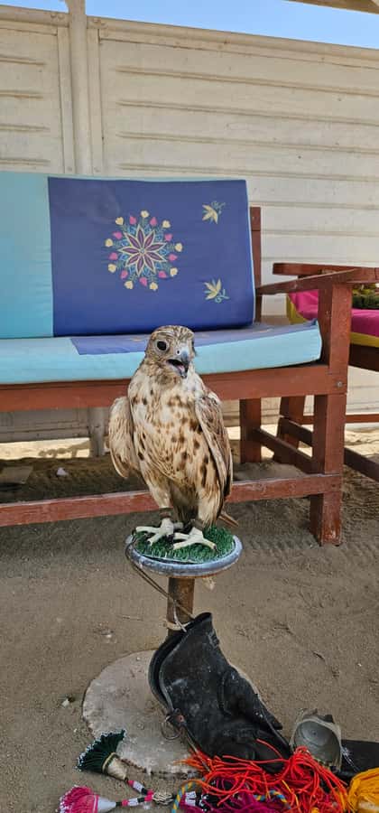 Doha:Private Desert Safari, Falcon, Sandboarding,inland sea - Who will enjoy this desert safari most?