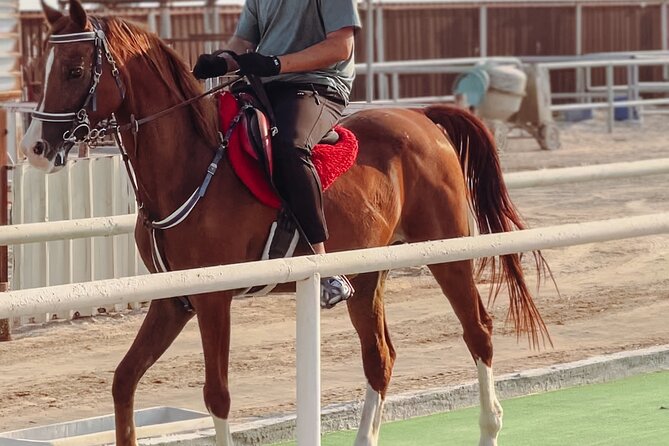 Doha-Private Half Day Safari with Horse Ride/Camel Ride/sandboard - Why this desert safari feels different