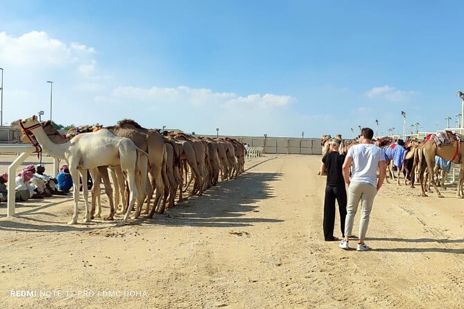 Doha, Qatar: Came Racing Track, Oryx & Sheikh Faisal Museum Tour. - Who will enjoy this four-hour outing?