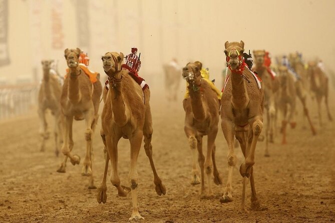 Doha Qatar Camel Race Track visit| West Coast Natural Attractions - Key points to know before booking