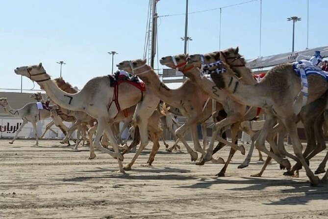 Doha Qatar Camel Race Track visit| West Coast Natural Attractions - How the timing shapes your day
