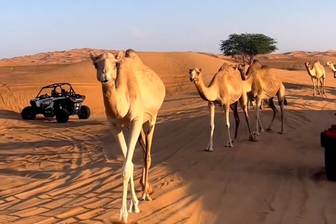 Doha, Qatar: Desert Safari, Inland sea and Camel Ride Adventure. - Why This Four-Hour Trip Works Well