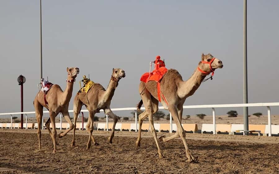 Doha: Richard Serra Sculpture,Mushroom Hill,Camel Race Track - Richard Serra’s Giant Steel Line