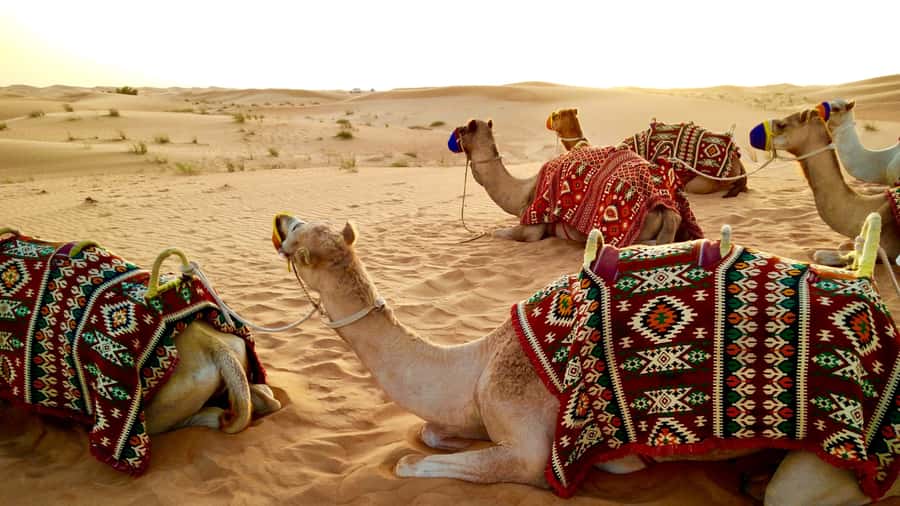 Doha:Safari Tour with Lunch/Dinner in Desert by the Sea Side - Why Qatar’s Inland Sea Makes This Safari Different