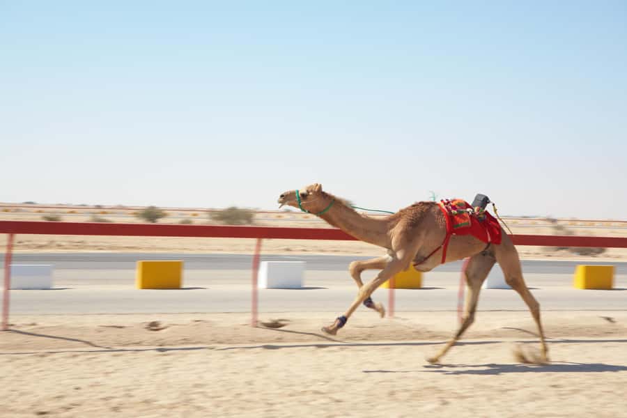 Doha : West Of Qatar Tour With Pickup & Drop-Off - Why west Qatar makes a good half-day outing