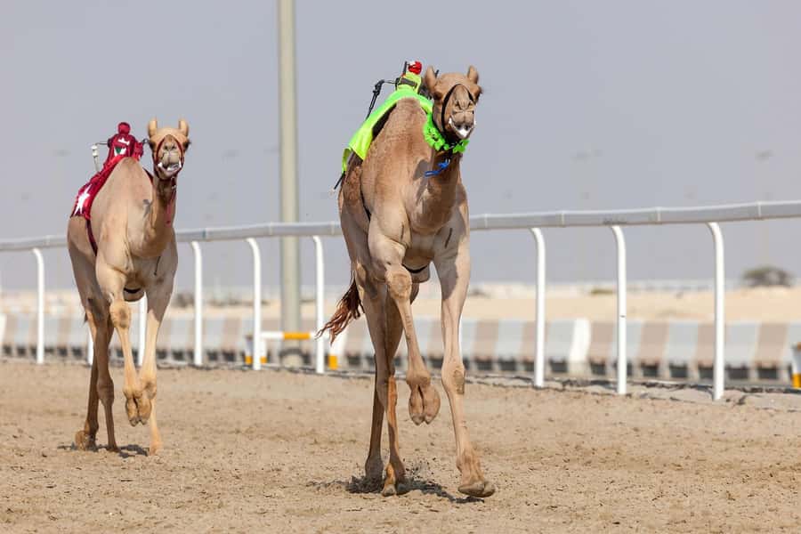 Doha : West Of Qatar Tour With Pickup & Drop-Off - What the $33 price really covers