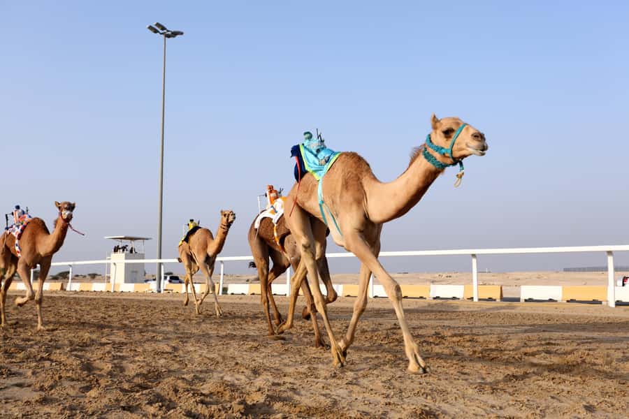 Doha : West Of Qatar Tour With Pickup & Drop-Off - Who should book this west Qatar tour?