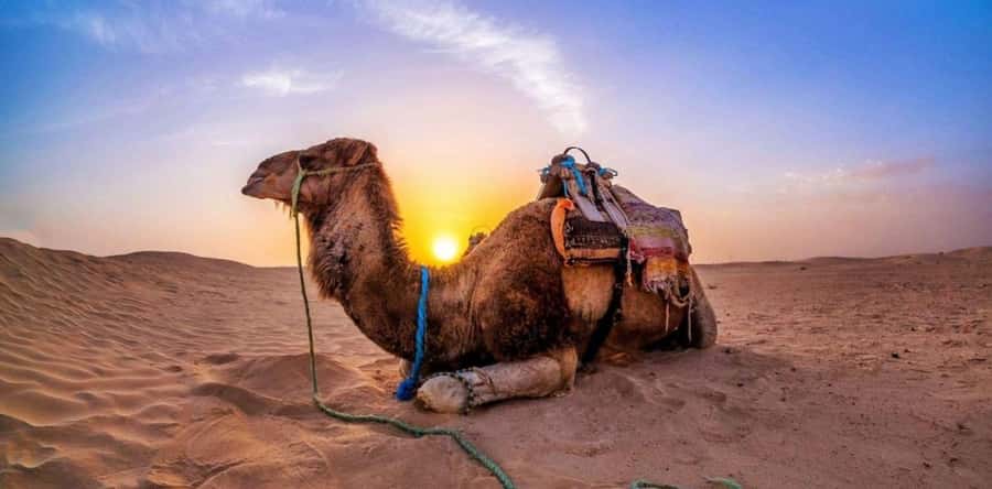 Dune Bashing &Beyond The Ultimate Desert Safari From Doha - Dune bashing: the main event