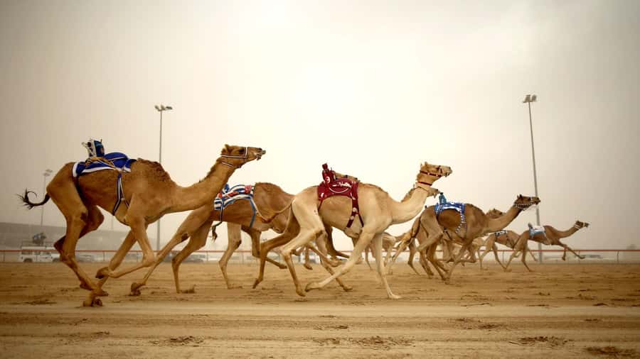 Explore Qatar’s Past: North & West Full-Day Heritage Tour - Al Khor harbor and the old coastal economy