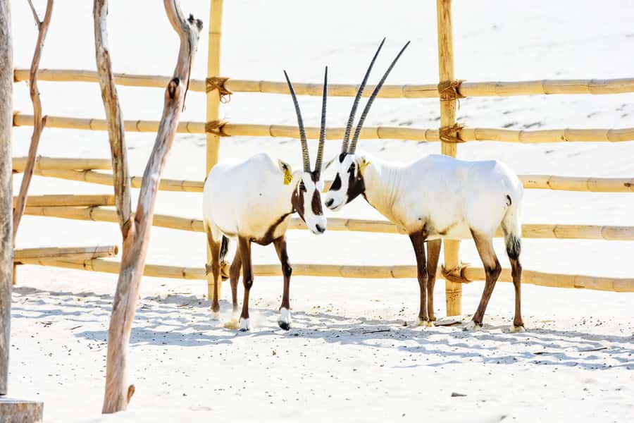 From Doha: 8-hour Safari Tour with Desert Beach Experience - What the private format changes