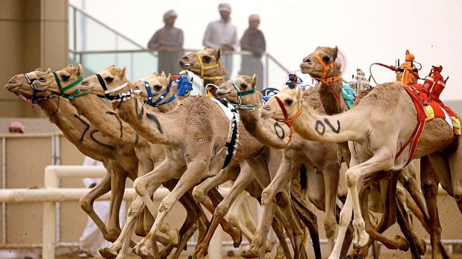 From Doha: Private West Coast and Camel Race Track Tour - Why this west coast trip is worth four hours