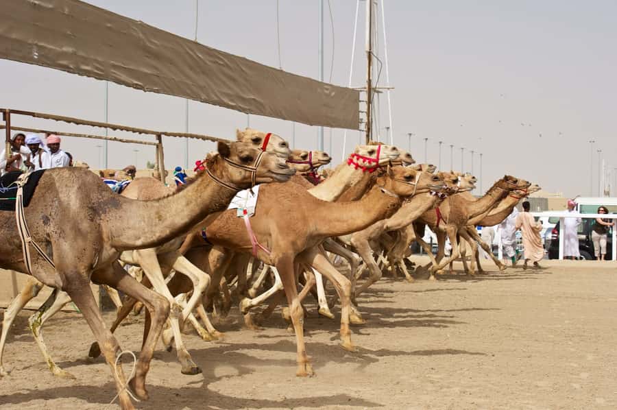 From Doha: Private West Coast and Camel Race Track Tour - Watching the action at Al Shahaniya Camel Racetrack