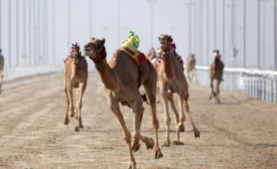 Private West Coast and Camel Race Track Tour