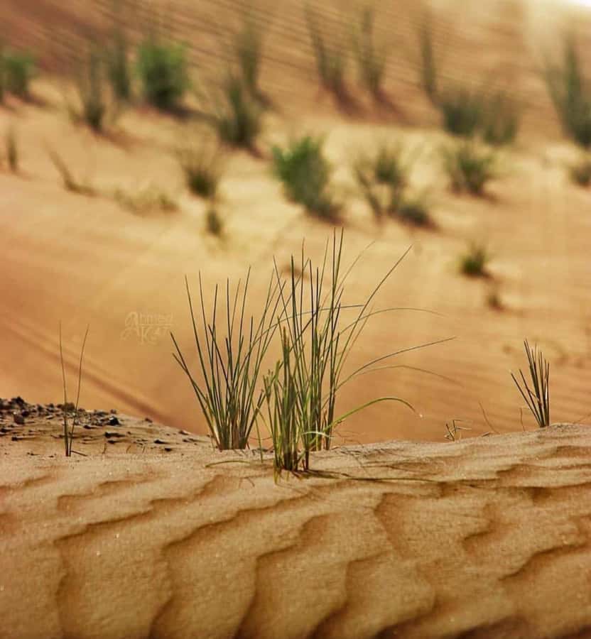 From Doha: Sunrise or Sunset Safari with Sand Boarding - Simple ways to get more from the day